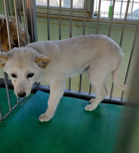 보호중 믹스견의 가…